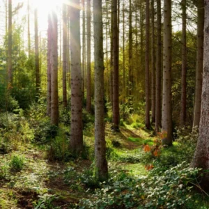 Küchenrückwand-Schöner Fichtenwald im Herbst